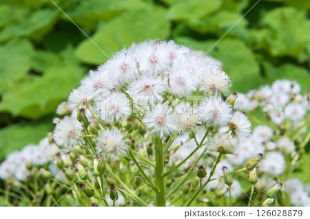 盛開的蓬鬆絨毛 126028879