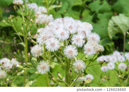 盛開的蓬鬆絨毛 盛開的蓬鬆絨毛 126028880