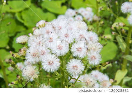 盛開的蓬鬆絨毛 126028881