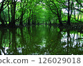 Iriomote Island, Okinawa Prefecture: A calm river surrounded by mangroves 126029018