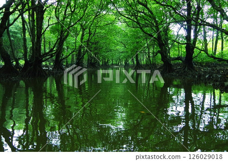 Iriomote Island, Okinawa Prefecture: A calm river surrounded by mangroves 126029018