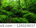 Iriomote Island, Okinawa Prefecture: A deep forest surrounded by moss and greenery 126029037