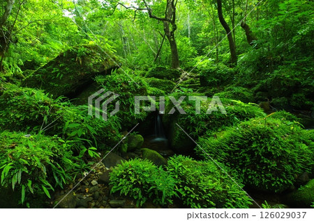 Iriomote Island, Okinawa Prefecture: A deep forest surrounded by moss and greenery 126029037
