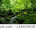Iriomote Island, Okinawa Prefecture: A deep forest surrounded by moss and greenery 126029038