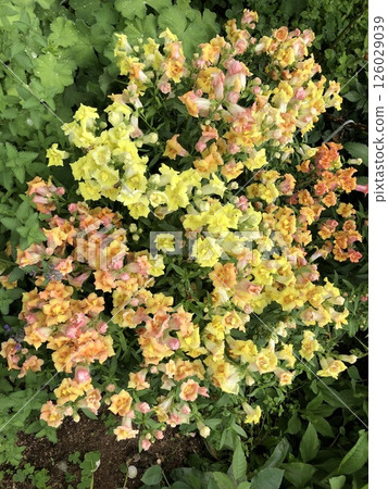 A cluster of yellow flowers blooming in a botanical garden A cluster of yellow flowers blooming in a botanical garden 126029039