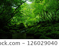 Iriomote Island, Okinawa Prefecture: A deep forest surrounded by moss and greenery 126029040