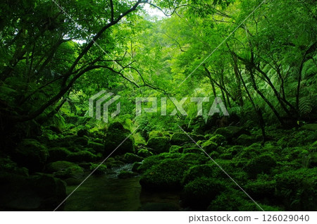 Iriomote Island, Okinawa Prefecture: A deep forest surrounded by moss and greenery Iriomote Island, Okinawa Prefecture: A deep forest surrounded by moss and greenery 126029040
