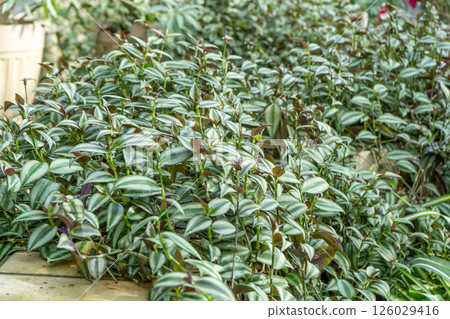 Lush Green Striped Foliage Plant Lush Green Striped Foliage Plant 126029416