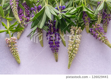 Lupine flowers. Purple and pink bud. Lupine flowers. Purple and pink bud. 126029441