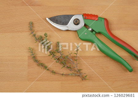 Fresh thyme Fresh thyme 126029681