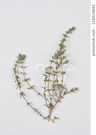 Fresh thyme Fresh thyme 126029682