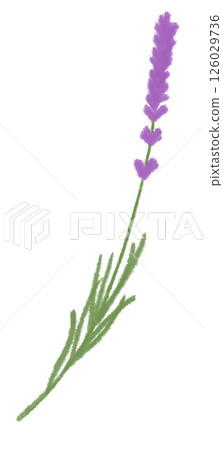 A single lavender flower painted in watercolor 126029736
