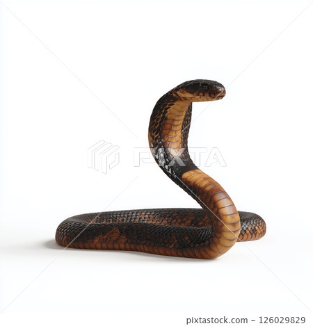 King Cobra in Defensive Posture on White Background 126029829