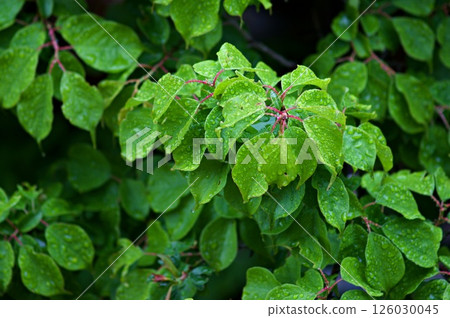 Plum leaves wet with rain Plum leaves wet with rain 126030045