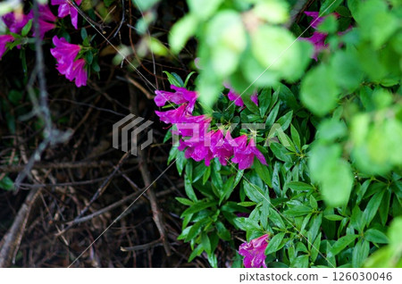 Azalea flowers wet with rain Azalea flowers wet with rain 126030046