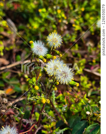 Beautiful Blooming Flowers in Garden Bed 126030079