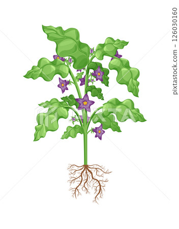 A cartoon of an eggplant plant with purple flowers and green leaves A cartoon of an eggplant plant with purple flowers and green leaves 126030160