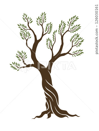 Olive trees with branches and leaves for design of packaging, label, logotype or banner. Natural organic stylized olive icon, premium quality sign. Vector illustration Olive trees with branches and leaves for design of packaging, label, logotype or banner. Natural organic stylized olive icon, premium quality sign. Vector illustration 126030161
