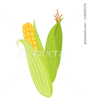 Veggie alphabet, English letter A made from fresh vegetables. Corn. Decoration concept for books, menus or shops. Vegetable lettering design on white background 126030179