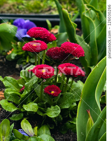 Beautiful Blooming Flowers in Garden Bed 126030266