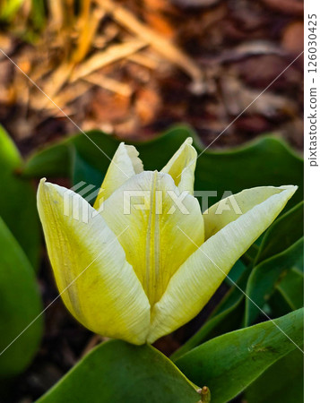 Beautiful Blooming Flowers in Garden Bed Beautiful Blooming Flowers in Garden Bed 126030425