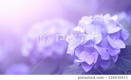 夢幻般的紫色繡球花 126030431