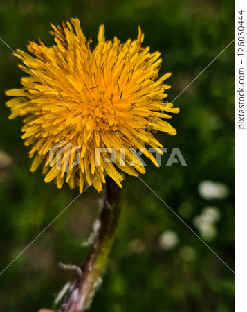 Beautiful Blooming Flowers in Garden Bed Beautiful Blooming Flowers in Garden Bed 126030444