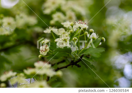 The Beautiful Blooming Hawthorn Flowers in the Welcoming Season of Springtime Bliss 126030584