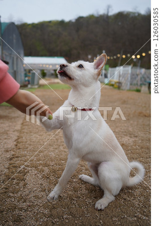 White dog shaking hands outdoors 126030585