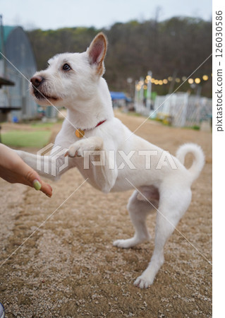 Playful white dog standing on hind legs outdoors 126030586