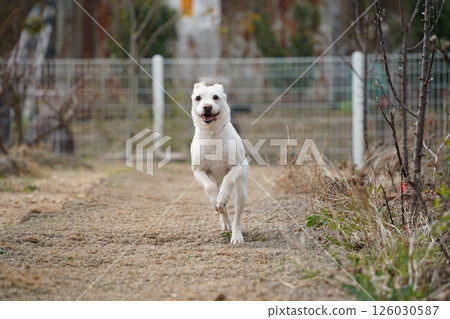 Happy white dog running in nature Happy white dog running in nature 126030587