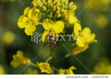 A Bee Busy Pollinating Vibrant Yellow Flowers Found in Beautiful Natures Landscape 126030590