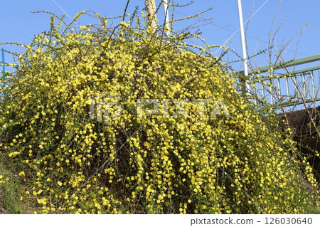 春天在河岸盛開的冬櫻草黃花 春天在河岸盛開的冬櫻草黃花 126030640