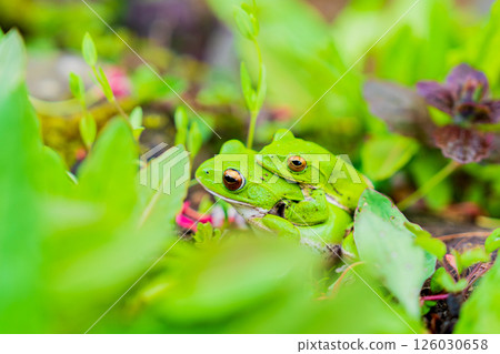 Mating of forest tree frogs 126030658
