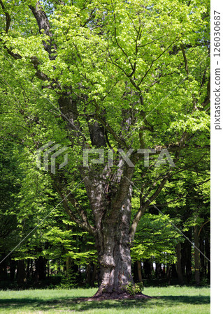 Sunlit Path Through Spring Forest 126030687