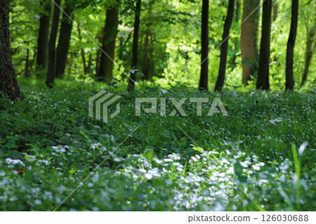 Sunlit Path Through Spring Forest 126030688