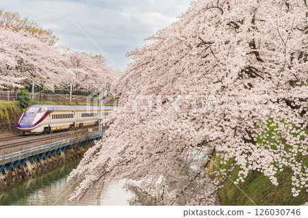 Yamagata Shinkansen and cherry blossoms at Kajo Park Yamagata Shinkansen and cherry blossoms at Kajo Park 126030746