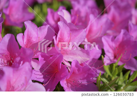 杜鵑花的花 126030783