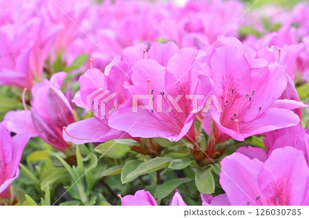 杜鵑花的花 126030785