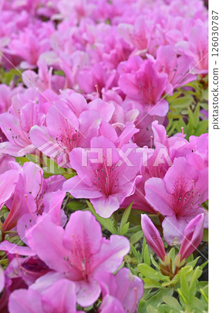 杜鵑花的花 杜鵑花的花 126030787