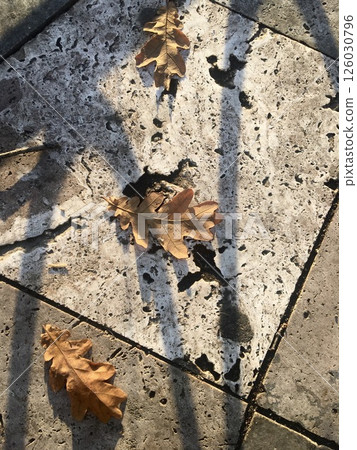 Dry autumn oak leaves on stone tiles illuminated by the soft golden sunset light. Dry autumn oak leaves on stone tiles illuminated by the soft golden sunset light. 126030796