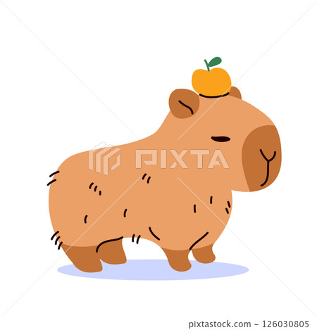 Cute Capybara with Tangerine on Head Cartoon Isolated Style Vector Illustration Cute Capybara with Tangerine on Head Cartoon Isolated Style Vector Illustration 126030805
