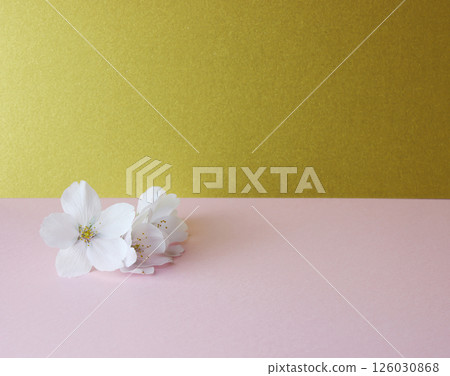 Background montage_cherry blossoms Background montage_cherry blossoms 126030868