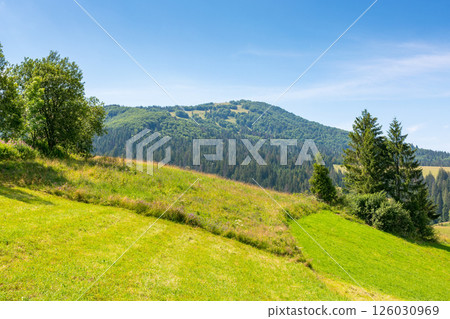 mountainous carpathian countryside scenery in summer. spruce tree on the grassy alpine hill. vacations in highlands of ukraine. valley of podobovets village mountainous carpathian countryside scenery in summer. spruce tree on the grassy alpine hill. vacations in highlands of ukraine. valley of podobovets village 126030969