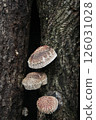 Shiitake mushroom 126031028