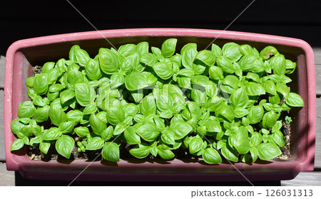 羅勒葉栽培 羅勒葉栽培 126031313