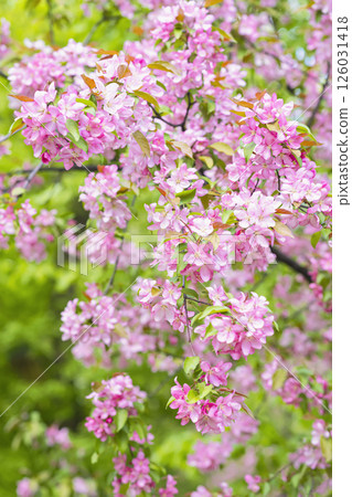 Vibrant pink flowers bloom abundantly on tree branches, stunning display of color on backdrop of rich green foliage, arrival of spring concept. Vertical natural spring background 126031418