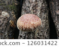 Shiitake 126031422