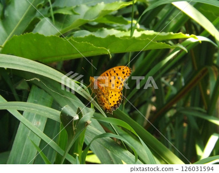 雄性黑貝母在葉子上等待雌性 126031594