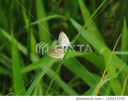 Pale grass blue during mating 126031595